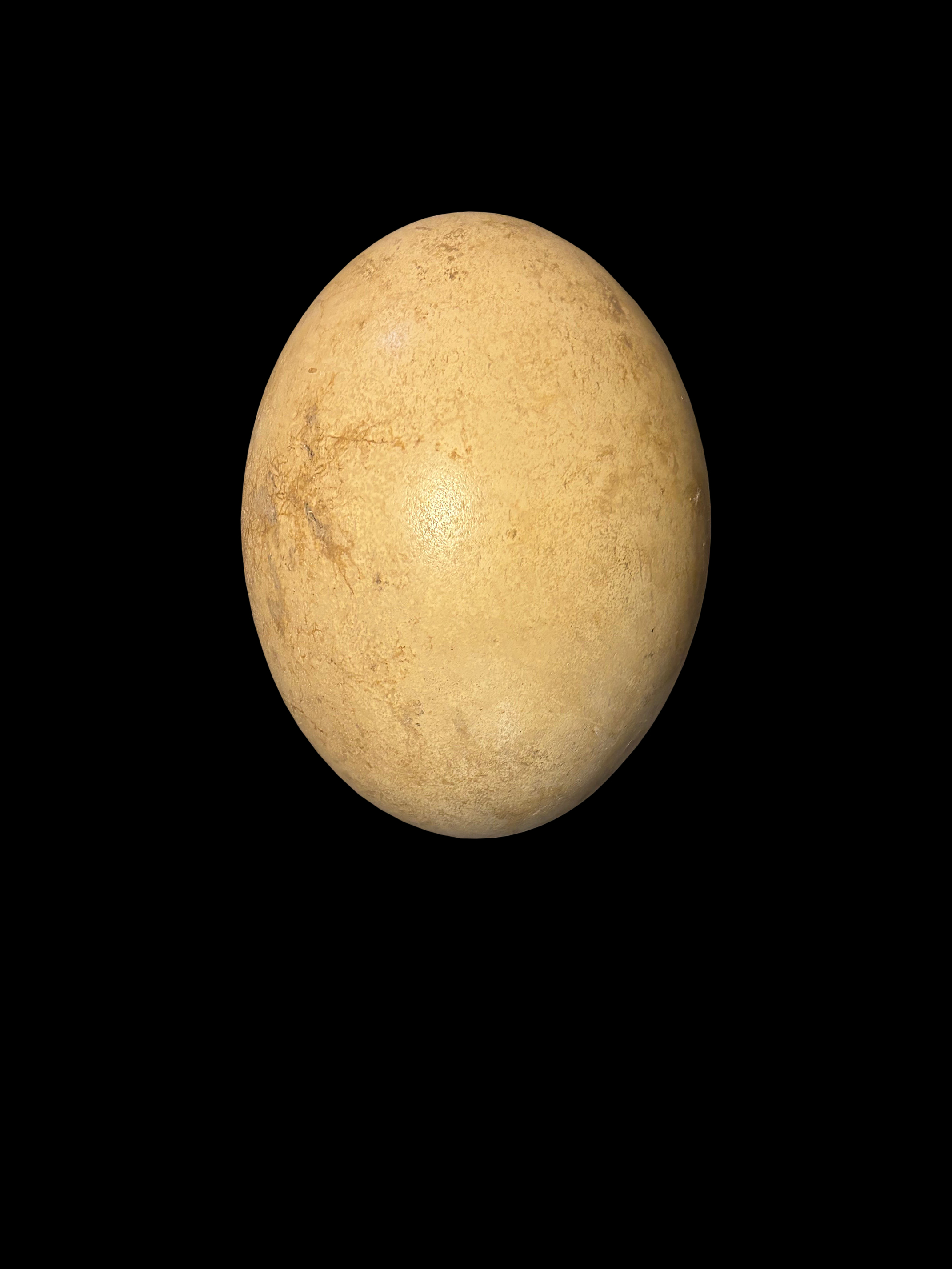 A Very Fine Intact Example of an Elephant Bird Egg